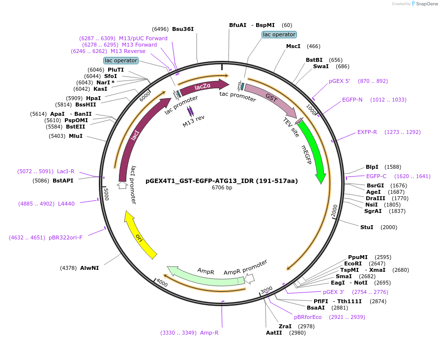 223760-plasmid-map-sequence-id-448328
