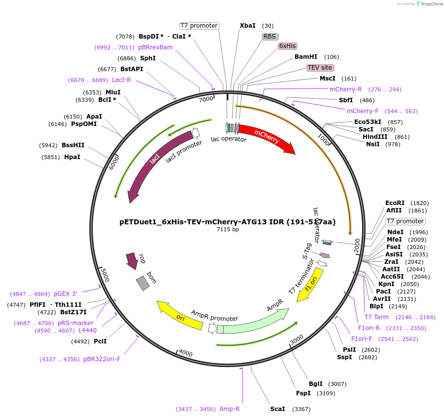 223762-plasmid-map-sequence-id-448351