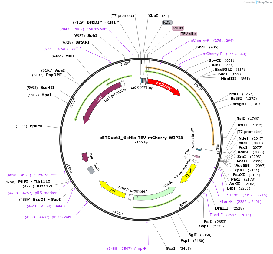 223763-plasmid-map-sequence-id-448352