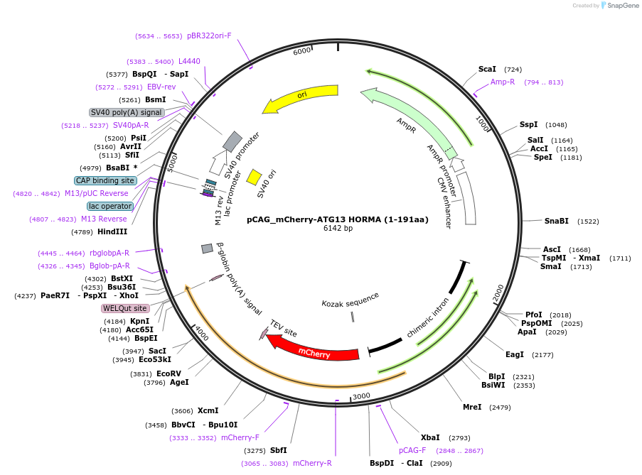 223759-plasmid-map-sequence-id-448391