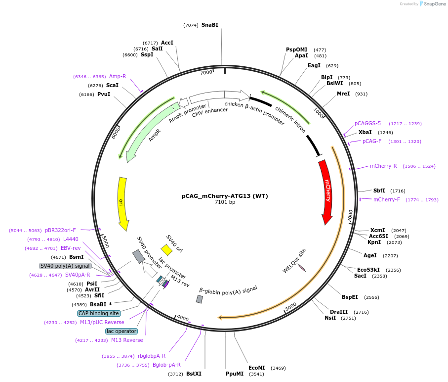 223735-plasmid-map-sequence-id-448392