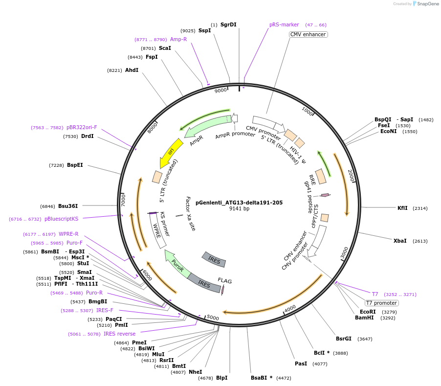 223773-plasmid-map-sequence-id-448395