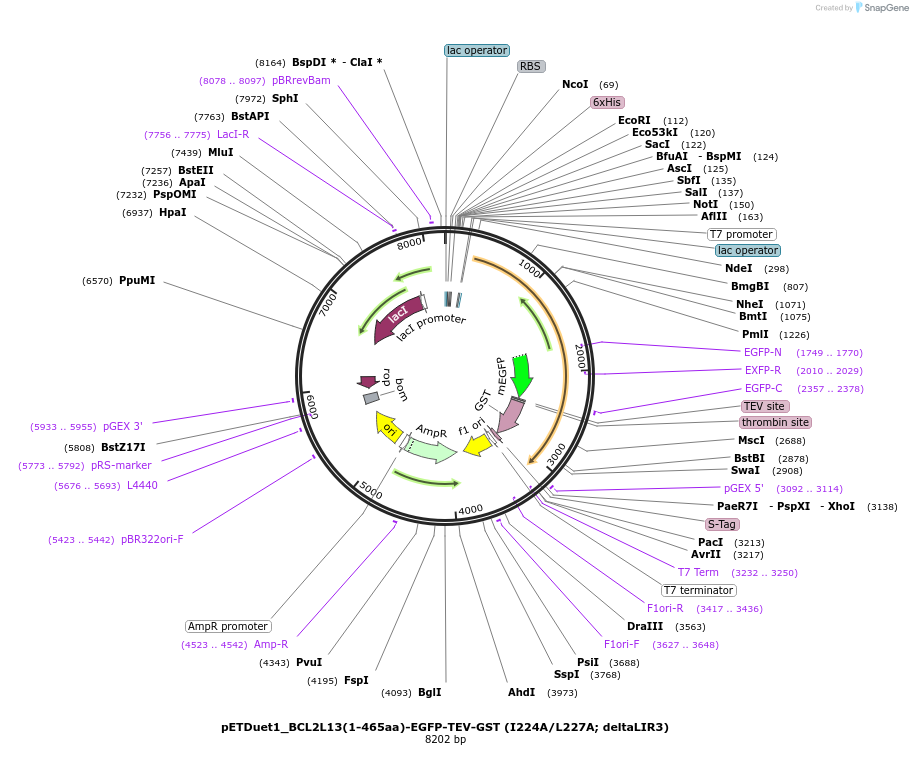 223775-plasmid-map-sequence-id-448398