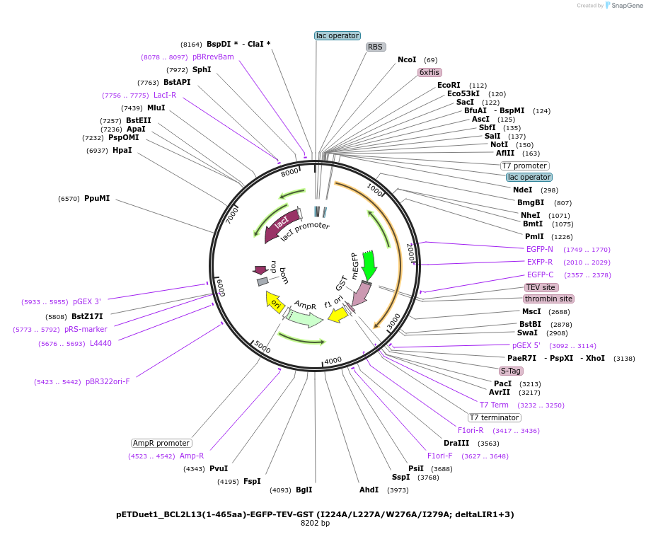 223780-plasmid-map-sequence-id-448407