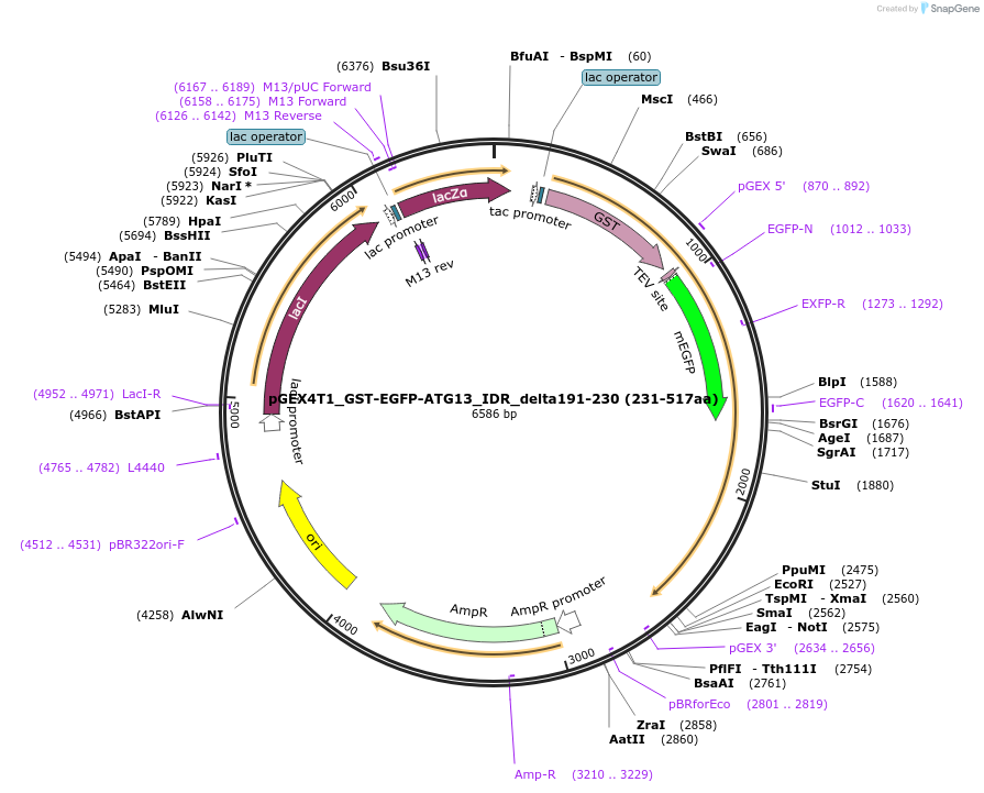223785-plasmid-map-sequence-id-448416