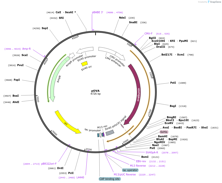 31598-plasmid-map-sequence-id-448418