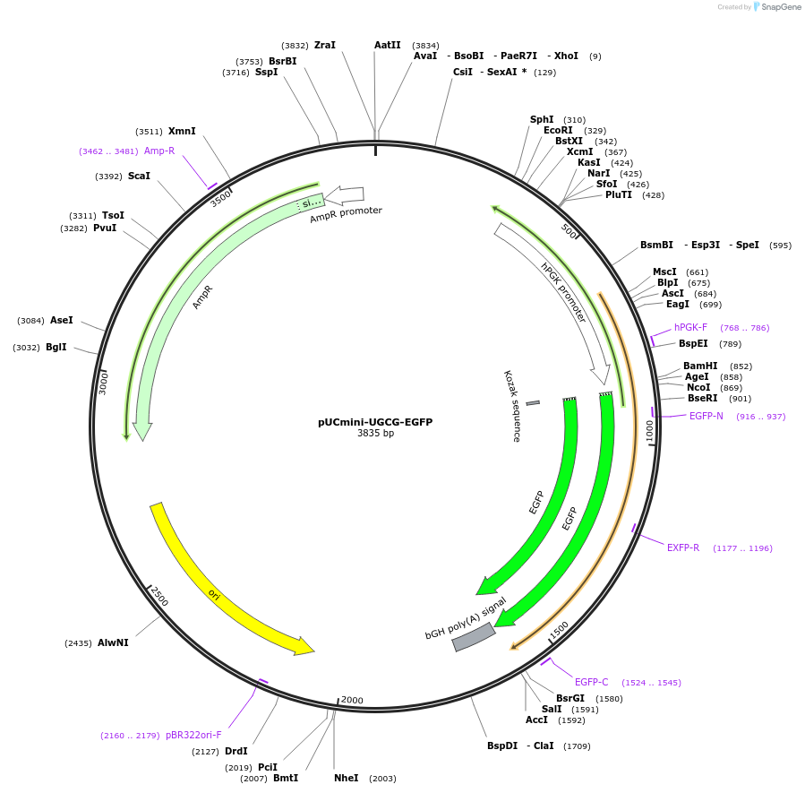 225878-plasmid-map-sequence-id-448435