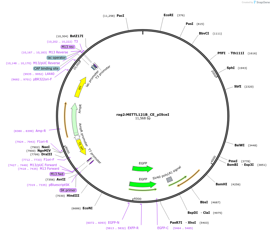 223030-plasmid-map-sequence-id-448441