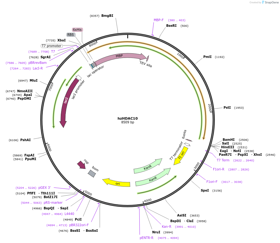 225542-plasmid-map-sequence-id-448447