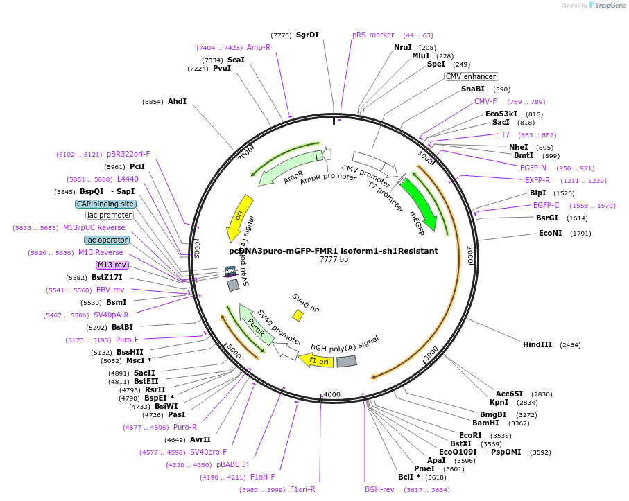 225462-plasmid-map-sequence-id-448451