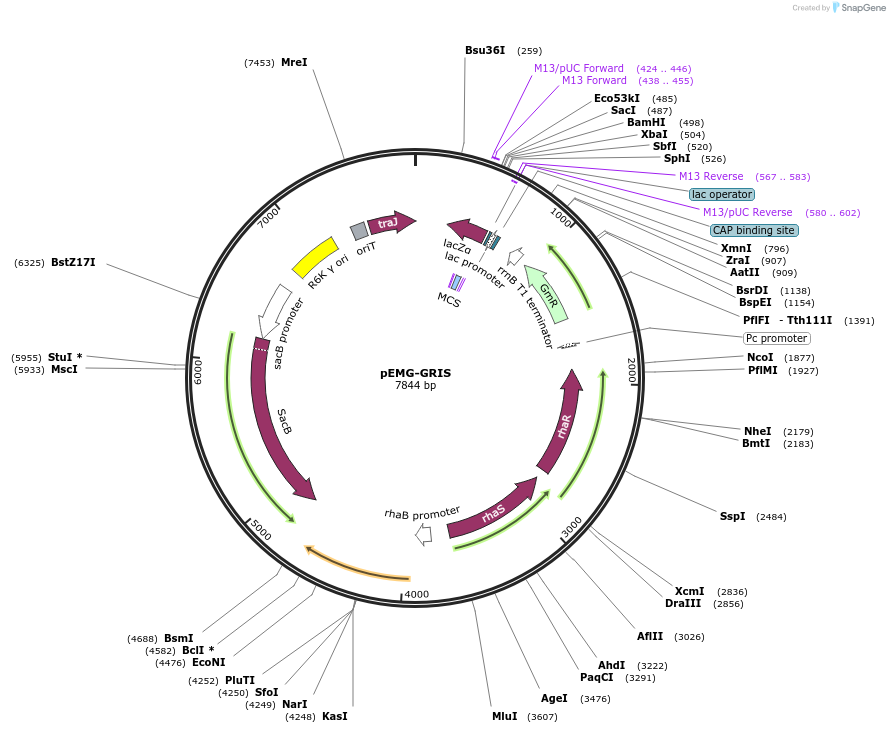225134-plasmid-map-sequence-id-448453