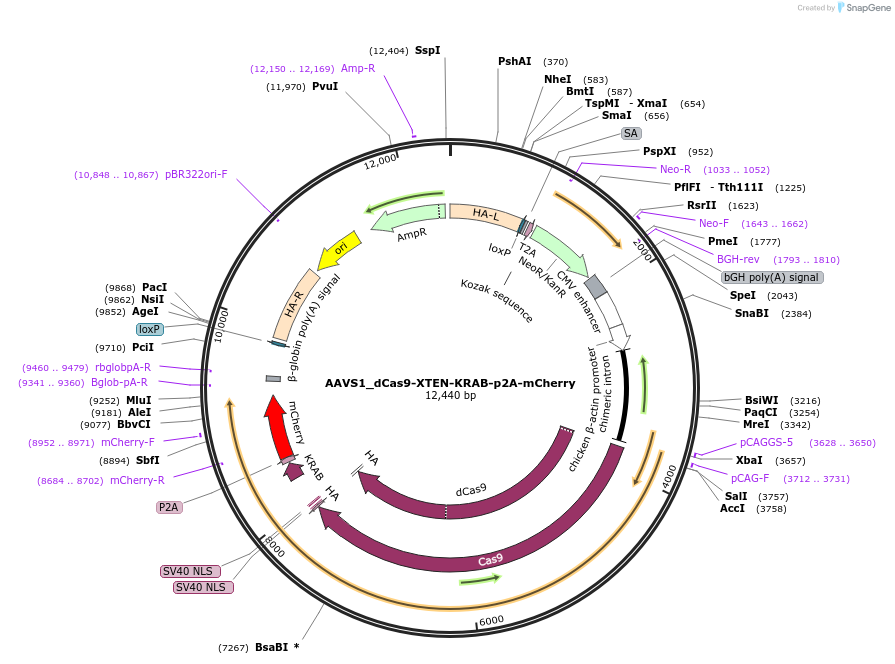 222107-plasmid-map-sequence-id-448471