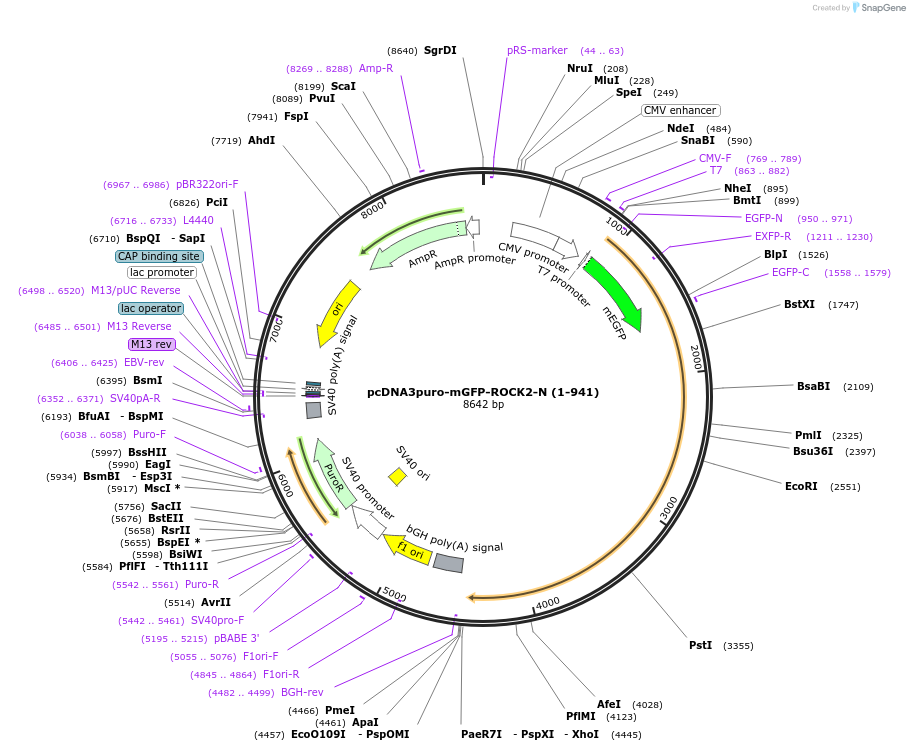 225473-plasmid-map-sequence-id-448473
