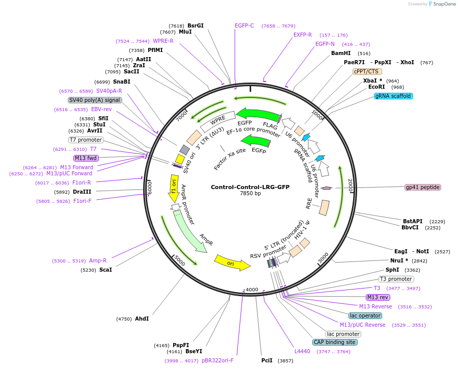 225873-plasmid-map-sequence-id-448474