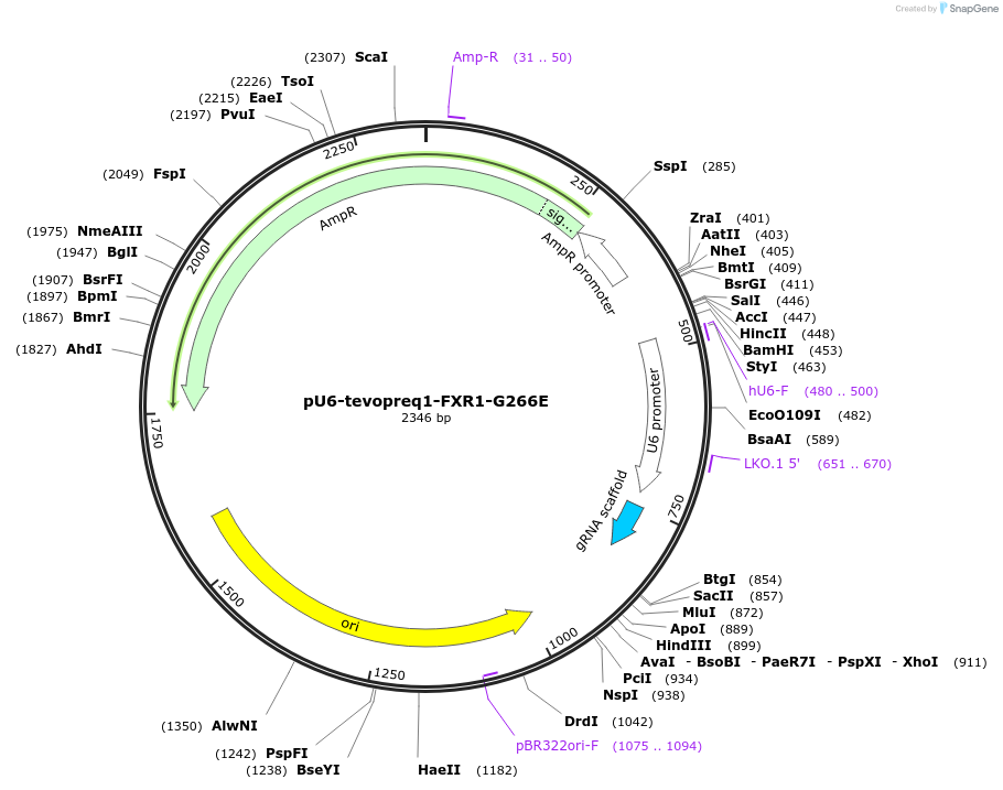 225482-plasmid-map-sequence-id-448478
