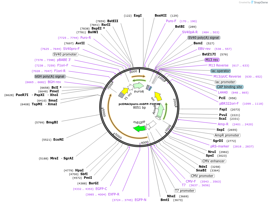 225470-plasmid-map-sequence-id-448479