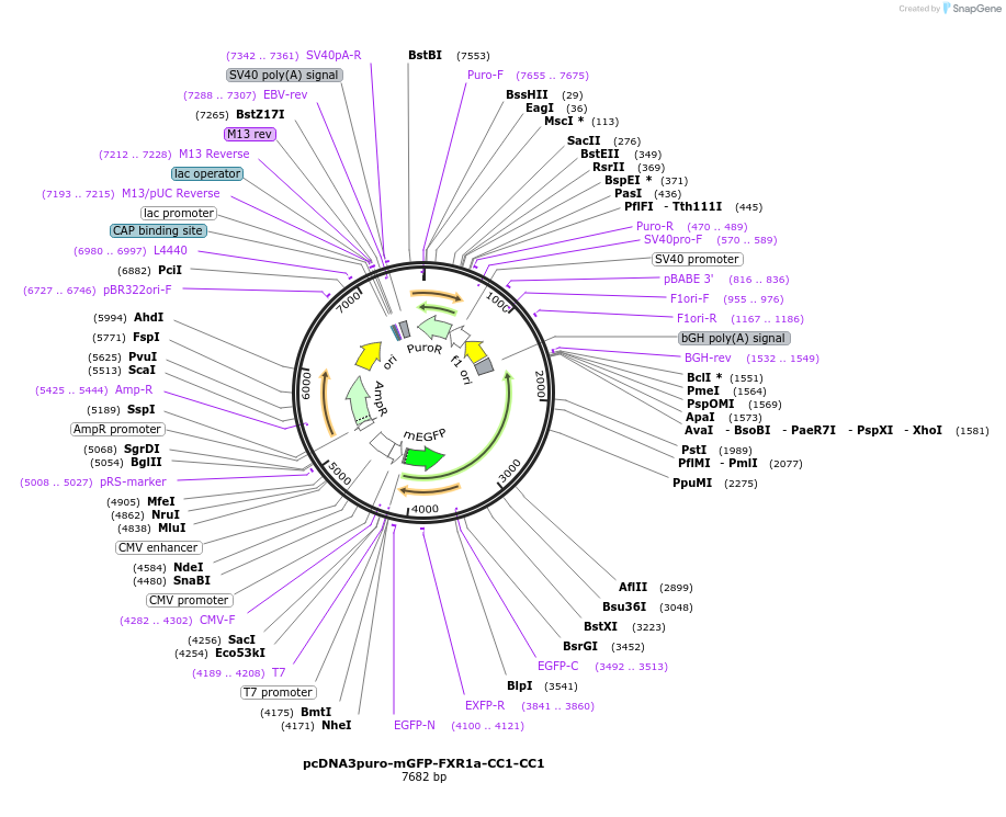 225458-plasmid-map-sequence-id-448483