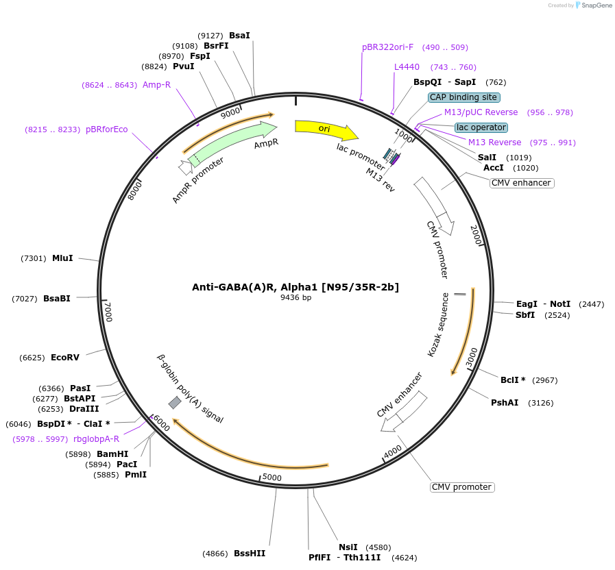 225415-plasmid-map-sequence-id-448488