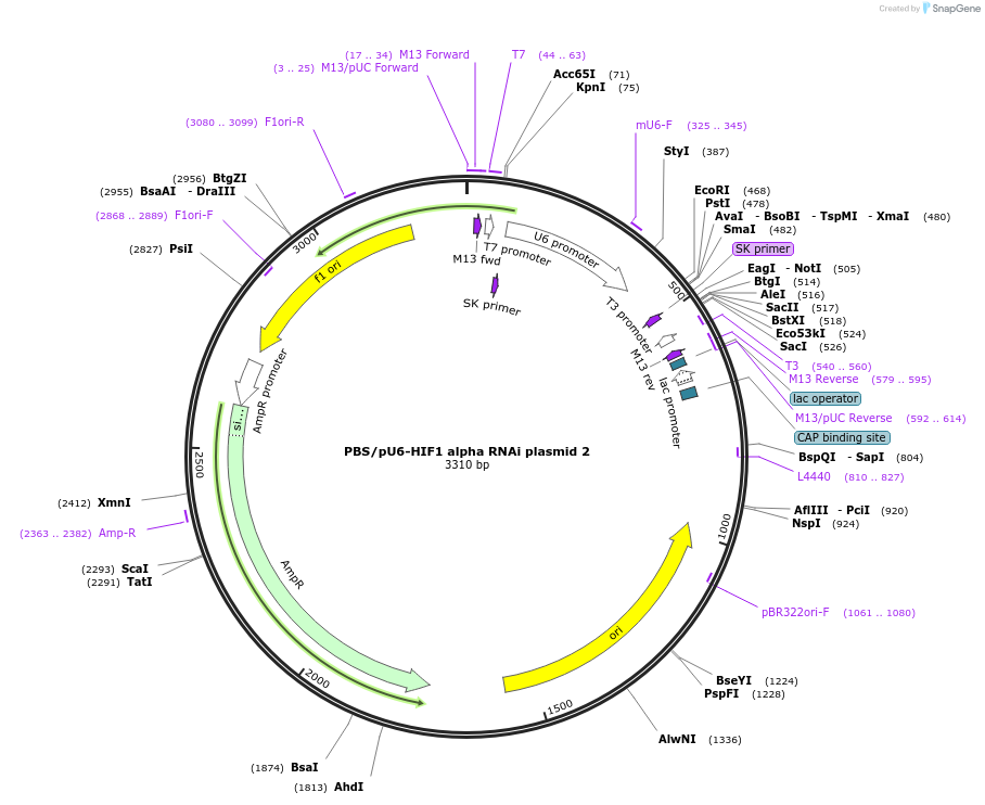 21104-plasmid-map-sequence-id-448490