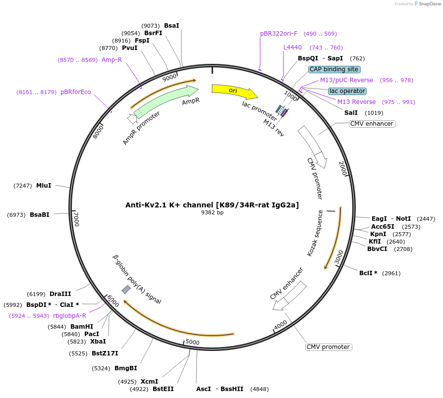 225417-plasmid-map-sequence-id-448492
