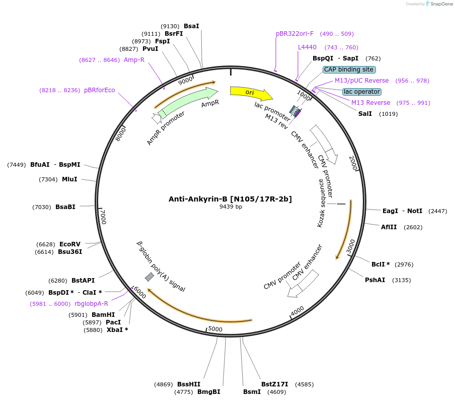 225410-plasmid-map-sequence-id-448497