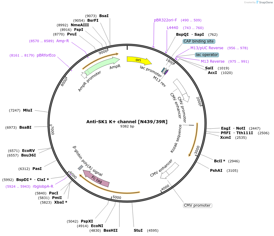 225397-plasmid-map-sequence-id-448503