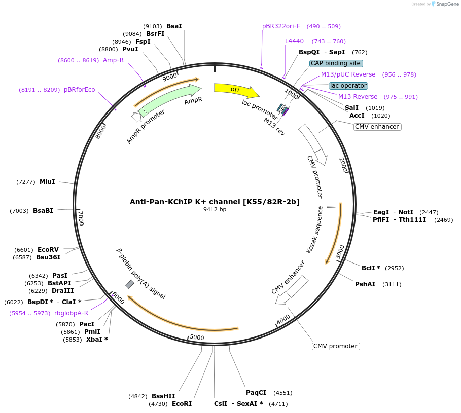 225409-plasmid-map-sequence-id-448504