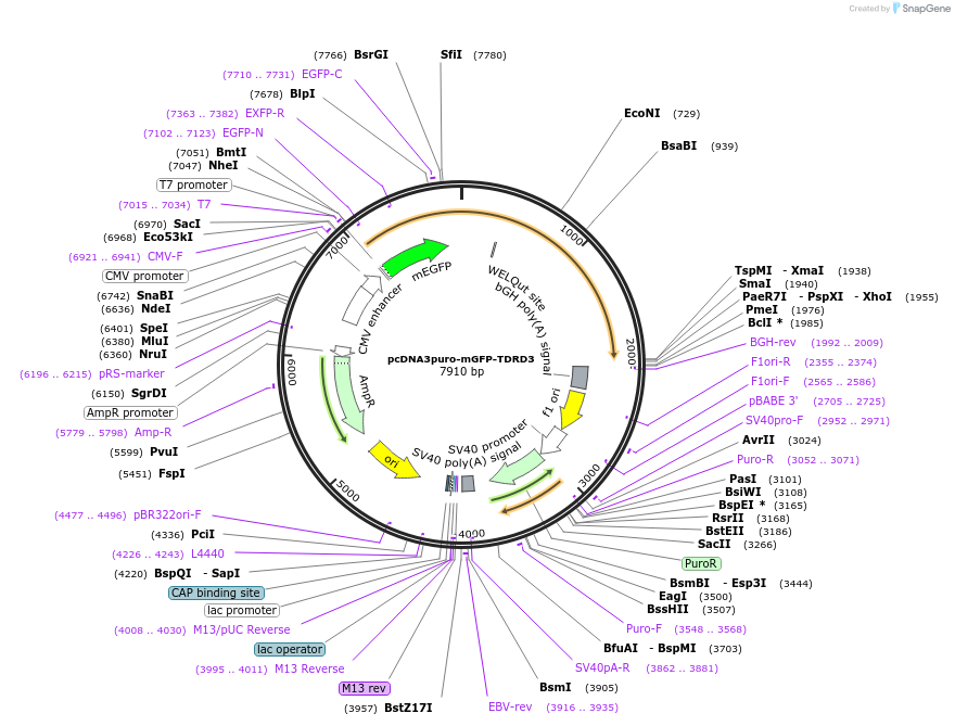 225469-plasmid-map-sequence-id-448505