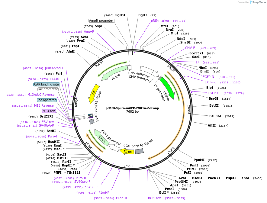 225460-plasmid-map-sequence-id-448631