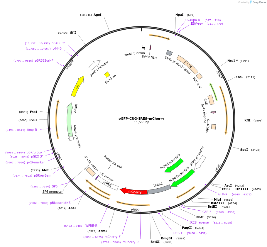222110-plasmid-map-sequence-id-448684