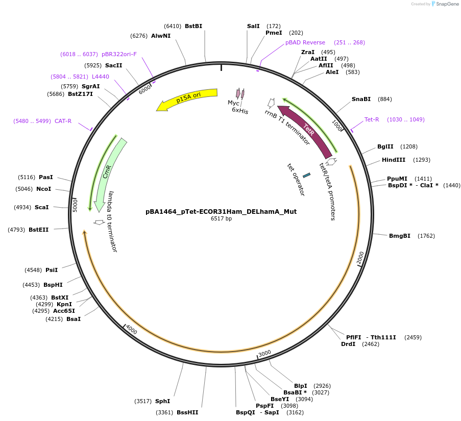 223365-plasmid-map-sequence-id-448698