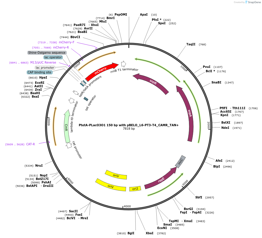 225645-plasmid-map-sequence-id-448703