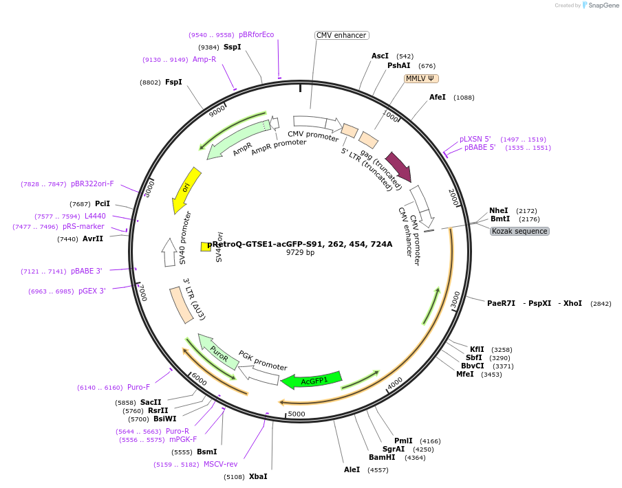 224741-plasmid-map-sequence-id-448705