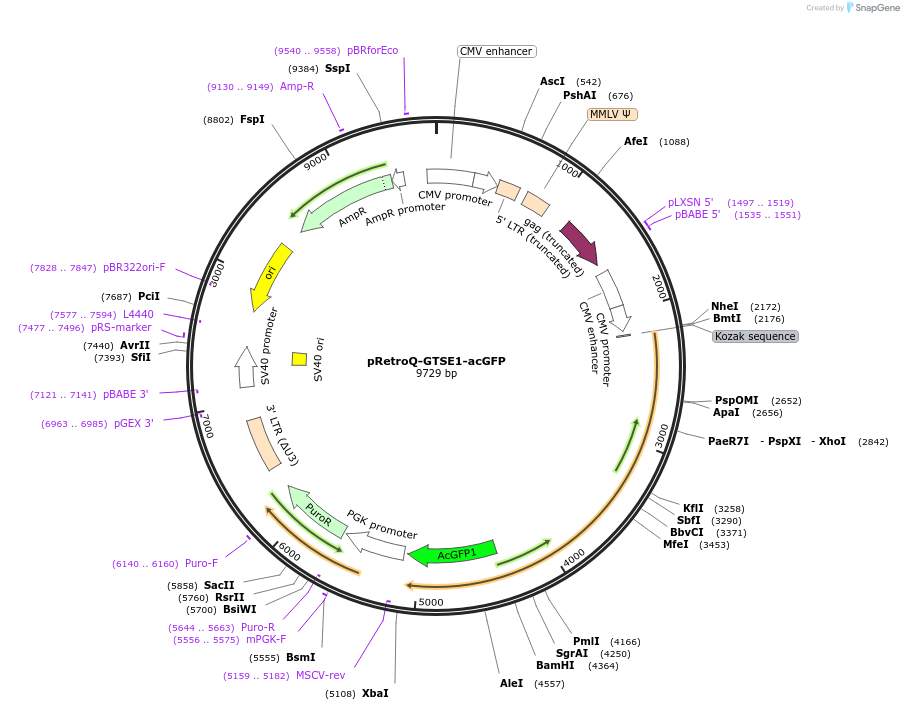 224740-plasmid-map-sequence-id-448708