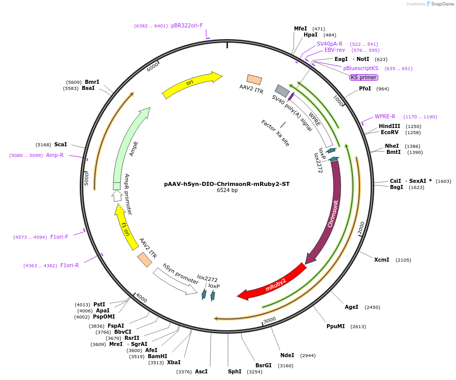 105448-plasmid-map-sequence-id-448714