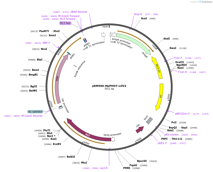 220116-plasmid-map-sequence-id-448719