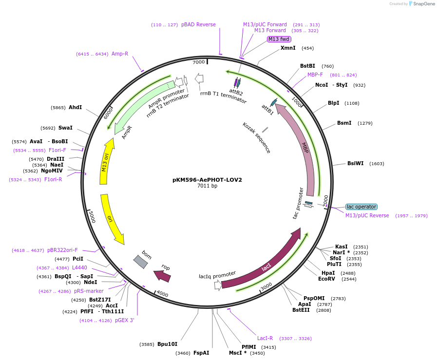 220114-plasmid-map-sequence-id-448720
