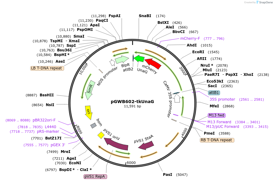 221661-plasmid-map-sequence-id-448723