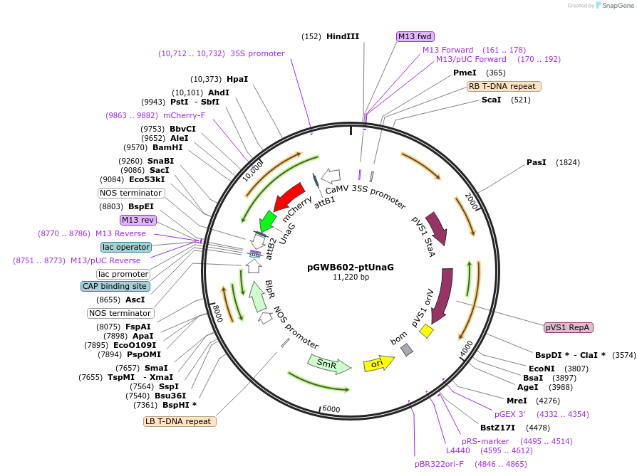 221660-plasmid-map-sequence-id-448728