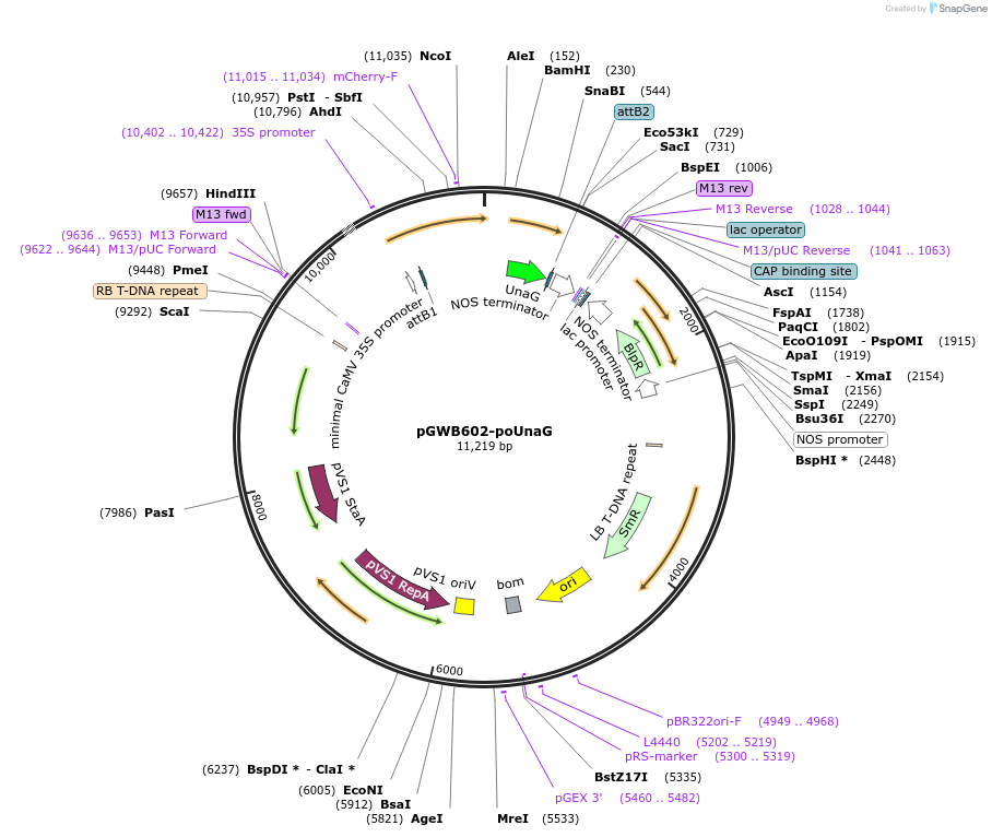 220103-plasmid-map-sequence-id-448729