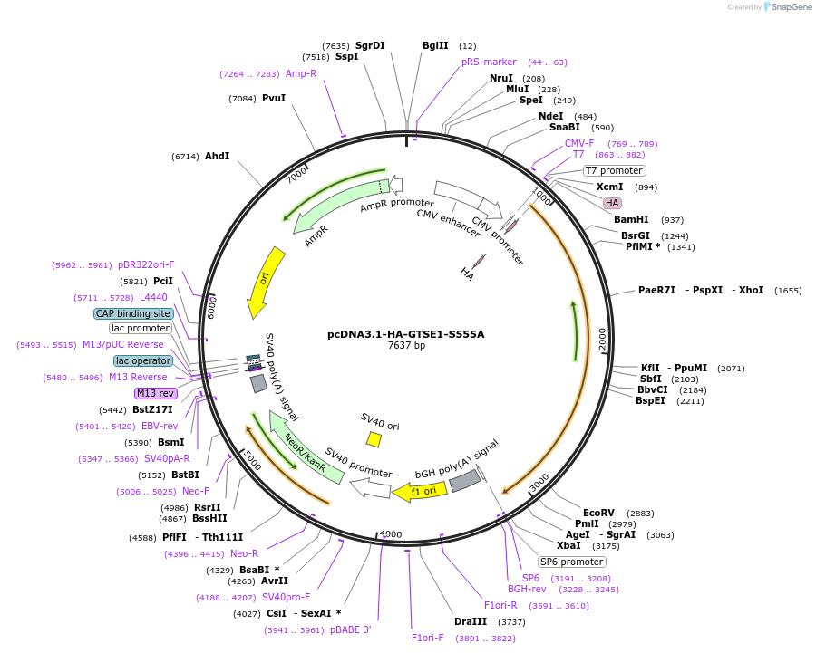 224729-plasmid-map-sequence-id-448803
