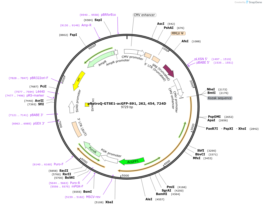 224742-plasmid-map-sequence-id-448805