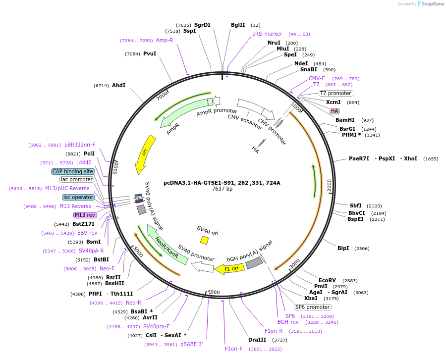 224738-plasmid-map-sequence-id-448809