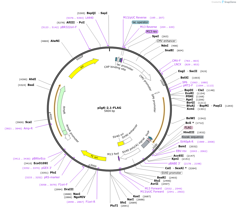 225829-plasmid-map-sequence-id-448813