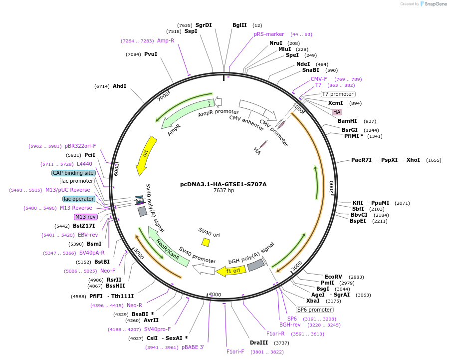 224733-plasmid-map-sequence-id-448818