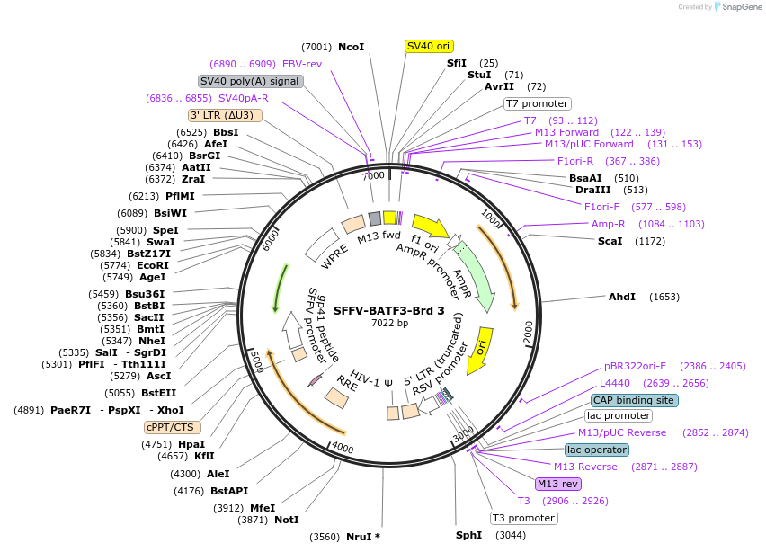 218987-plasmid-map-sequence-id-448820