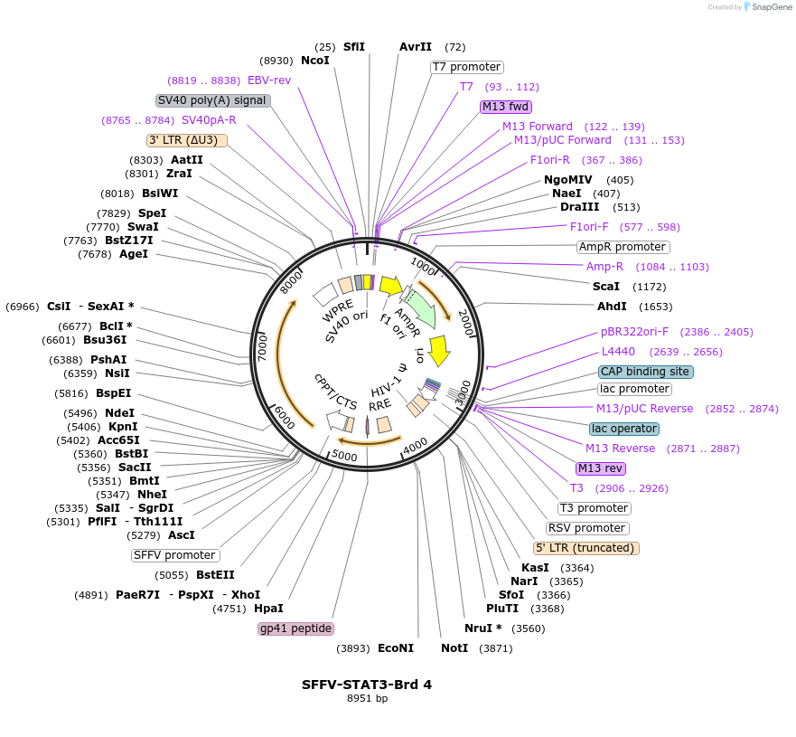 218988-plasmid-map-sequence-id-448824