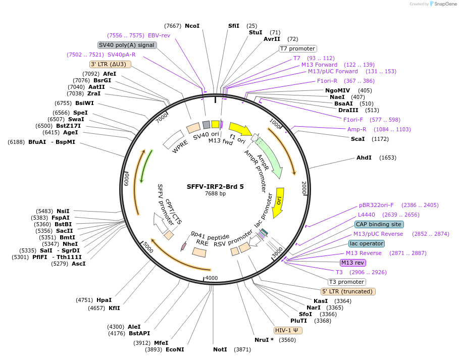 218989-plasmid-map-sequence-id-448828
