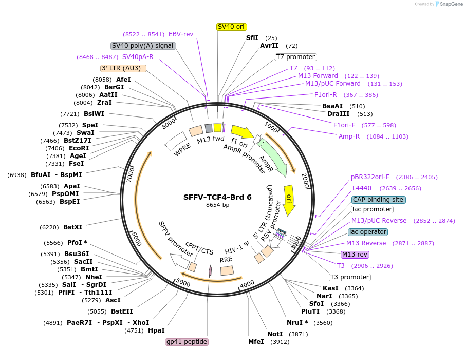 218990-plasmid-map-sequence-id-448832