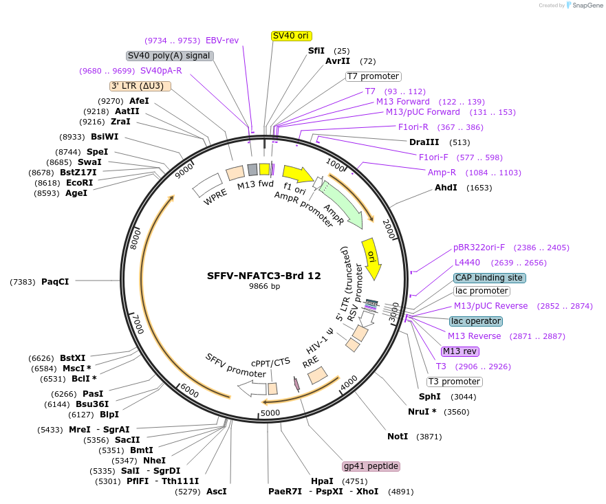 218995-plasmid-map-sequence-id-448835